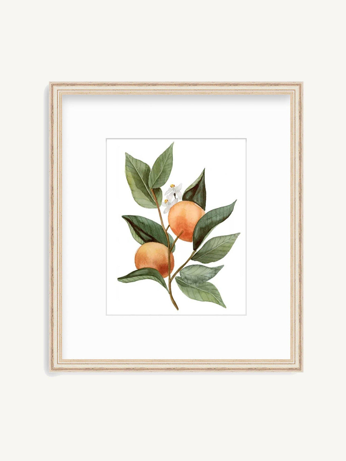Florida Citrus Botanical Print | Watercolor Fine Art