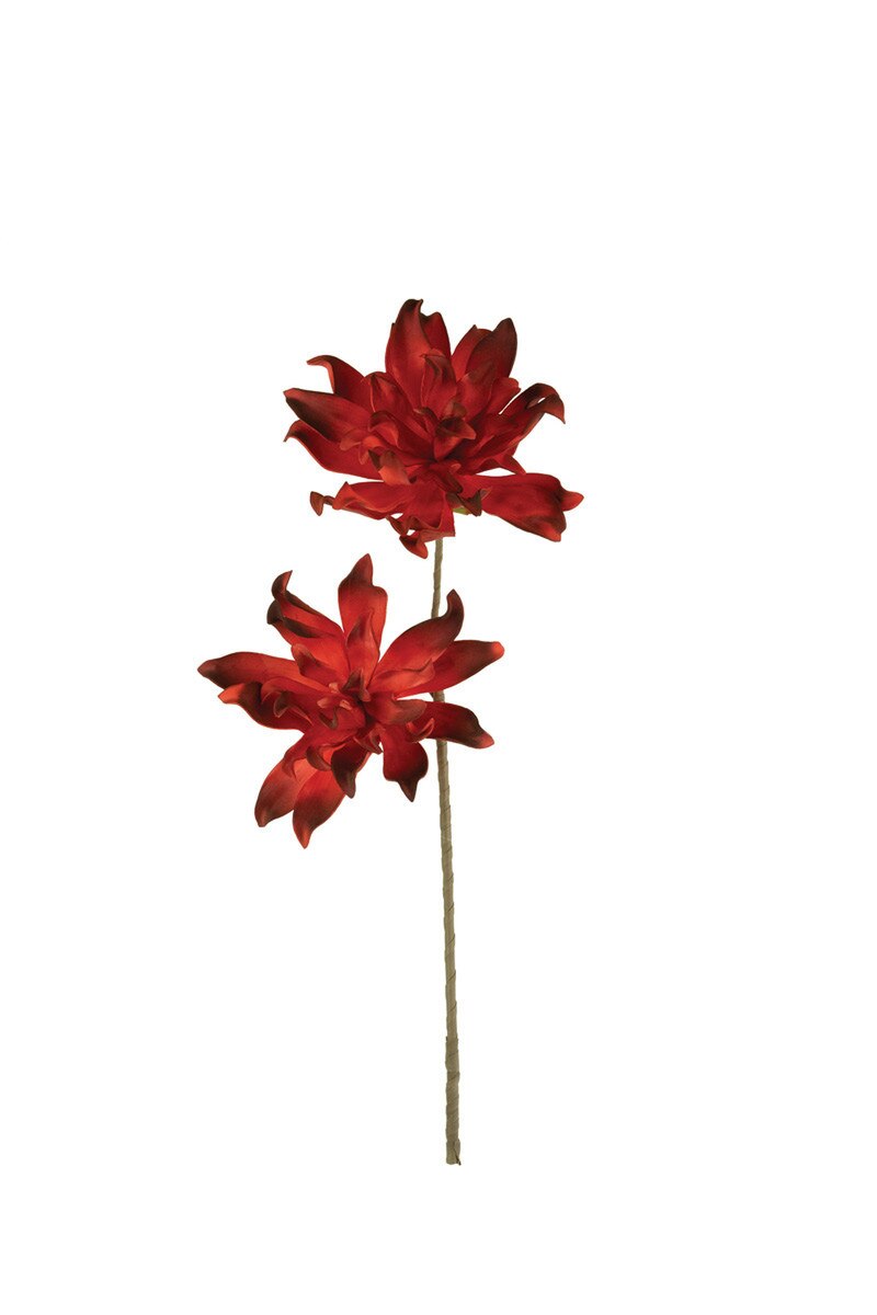 Botanica #3557