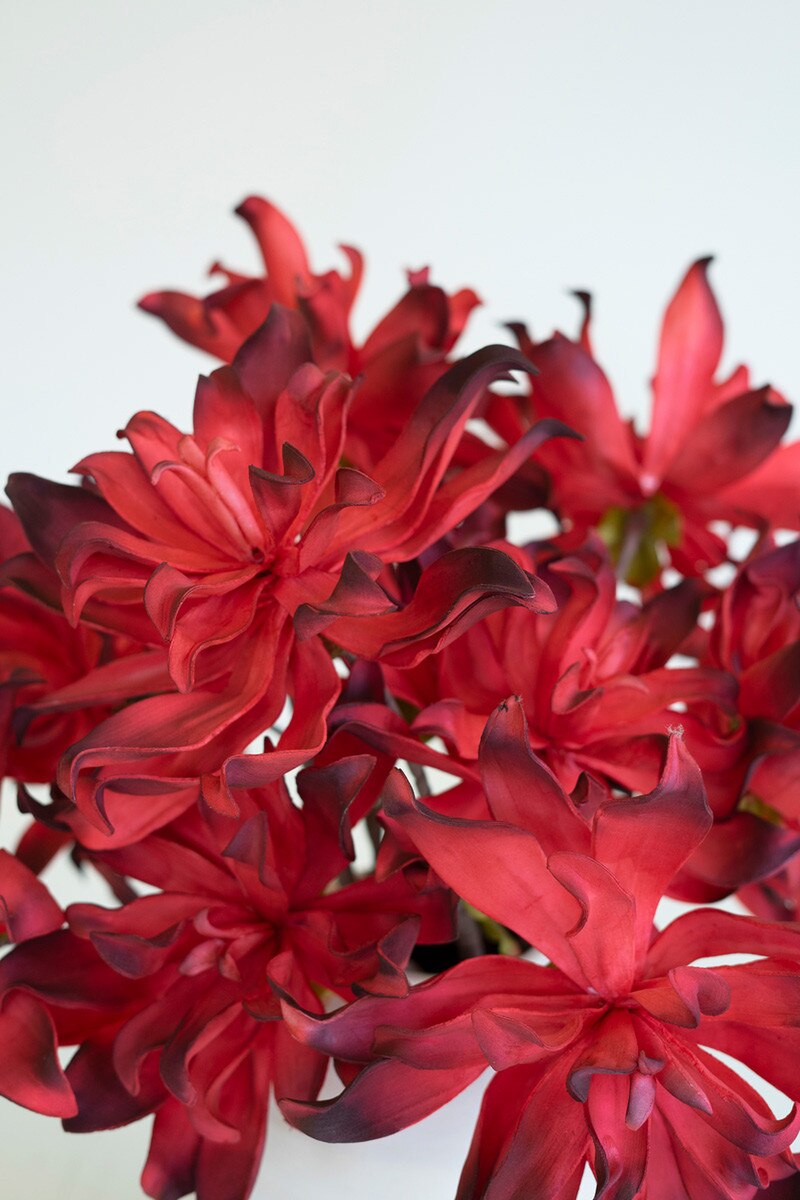 Botanica #3557